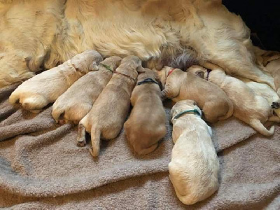 Golden De La Frête - Golden Retriever - Portée née le 22/10/2018